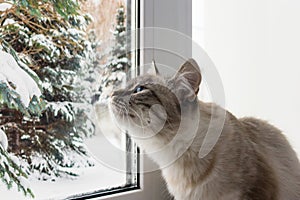 Cute fluffy cat with blue eyes sititng on a window sill