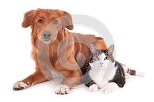 Cute fluffy cat lying next to a brown Nova Scotia duck tolling retriever on a white surface