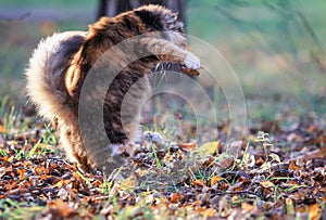 Cute fluffy cat playing tossing a paw caught by a mouse among fallen leaves and grass on a Sunny autumn day