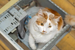 A cute fluffy cat sits in an old computer case