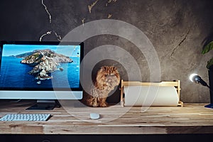 Cute fluffy cat is sittind on the table near computer