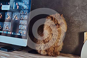 Cute fluffy cat is sittind on the table near computer