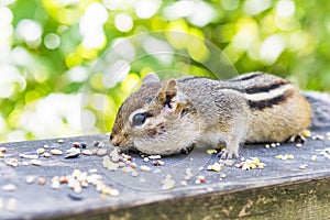 Cute fluffy chipmunk squatting low on a rustic fence with cheeks