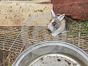 Cute and fluffy colorful baby rabbit