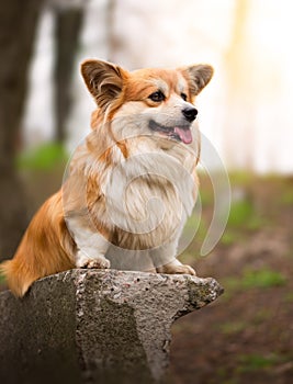 Cute Fluffy Corgi Dog sitting in a spring park. Portrait of Welsh Corgi Pembroke Dog.