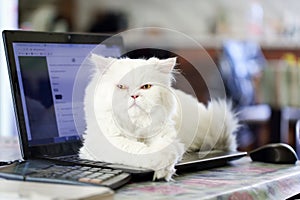 Cute and fluffy creamy white persian cat with yellow eyes, lying over open laptop, looking grumpy