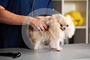 Cute fluffy dog examined by veterinarian, vet listens to breathing. Health diagnostics