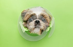 Cute fluffy dog face peeking out from behind torn green paper. Little playful Shih Tsu dog. Close up image