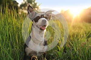 Cute fluffy dog in green grass at sunset