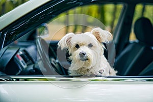 Cute fluffy dog looking out of car window.