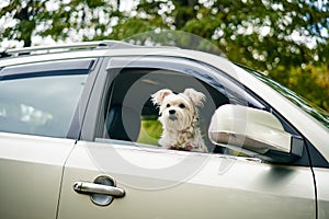 Cute fluffy dog looking out of car window. Road trip concept