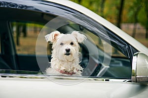 Cute fluffy dog looking out of car window. Road trip concept