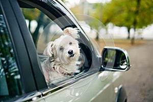 Cute fluffy dog looking out of car window. Road trip concept