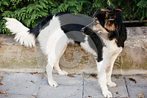 Cute fluffy dog walking with volunteer in summer day in park. Adoption from shelter concept. Mixed breed black and white dog.