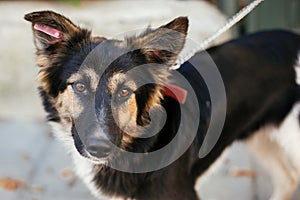 Cute fluffy dog walking with volunteer in summer day in park. Adoption from shelter concept. Mixed breed black and white dog.