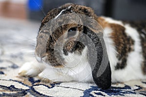 Cute fluffy domestic brown and white bunny pet