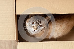 a cute fluffy domestic kitten hiding at box. above view