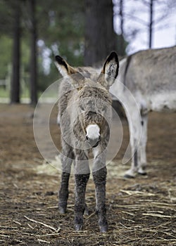 Cute and fluffy donkey foal