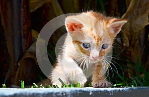 Cute fluffy four week old red kitten with blue eyes sitting in the garden.Beautiful curious small kitty walking outdoors