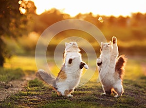 Cute fluffy friends of identical cats catch a flying butterfly with their paws on a sunny summer meadow