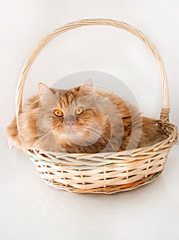 Cute fluffy Ginger cat with yellow eyes lying basket. Close up Red cat. Isolate. White background