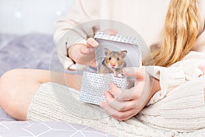 A cute fluffy golden hamster looks out of a gift box in the hands of a girl in knitted home clothes and looks at camera