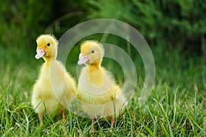 Cute fluffy goslings on green grass, space for text. Farm animals