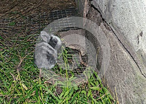 Cute and fluffy grey baby rabbit eating