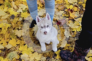 Cute fluffy husky puppy sitting in yellow autumn leaves and looking up