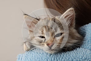 Cute fluffy kitten on owner`s shoulder against light background, closeup
