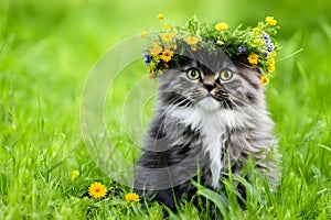 Cute fluffy kitten with a wreath of dandelions on the green grass