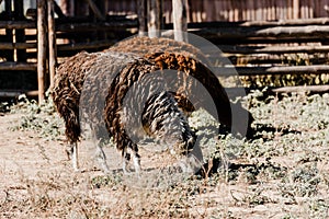 cute fluffy lamas standing on grass