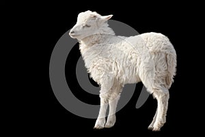 Cute fluffy lamb on black background