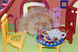 Cute fluffy light brown hamster eats peas at the table in his house.