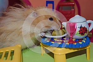 Cute fluffy light brown hamster eats peas at the table in his house. Close-up pet eats.