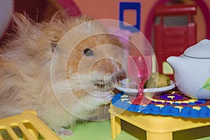 Cute fluffy light brown hamster eats peas at the table in his house. Close-up pet eats