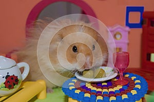 Cute fluffy light brown hamster eats peas at the table in his house. Pet eats with his hands