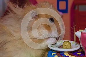 Cute fluffy light brown hamster eats pes at the table in his house.
