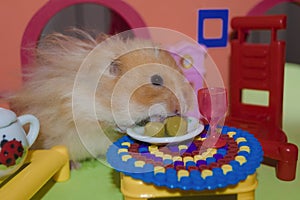 Cute fluffy light brown hamster eats three peas