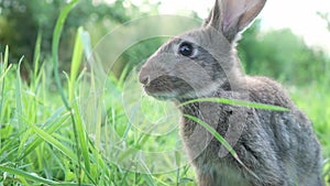 Cute fluffy light gray domestic rabbit with big mustaches ears eats young juicy green grass bright