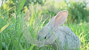 Cute fluffy light gray domestic rabbit with big mustaches ears eats young juicy green grass bright