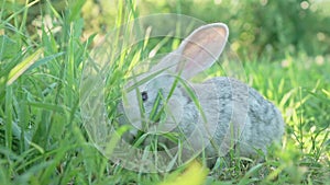 Cute fluffy light gray domestic rabbit with big mustaches ears eats young juicy green grass bright