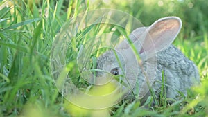 Cute fluffy light gray domestic rabbit with big mustaches and ears on a green juicy meadow grazes on