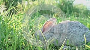 Cute fluffy light gray domestic rabbit with big mustaches and ears on a green juicy meadow grazes on