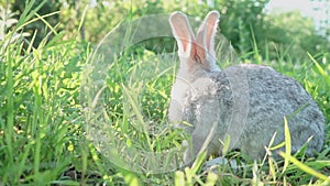Cute fluffy light gray domestic rabbit with big mustaches and ears on a green juicy meadow grazes on