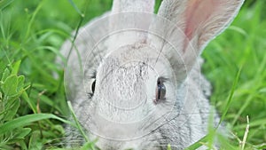 Cute fluffy light gray easter bunny sits on a green meadow in sunny weather, close-up. Portrait of a