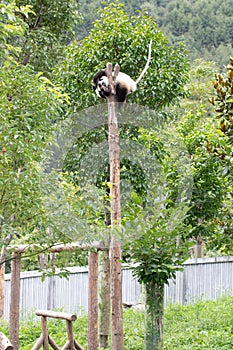 Close up Happy Little Panda on the high Tree Wolong Panda Base, china photo