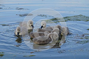 cute and fluffy little swan cygnets on lake Kochel or Kochelsee in the Bavarian Alps (Bavaria, Germany)