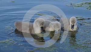 cute and fluffy little swan cygnets on lake Kochel or Kochelsee in the Bavarian Alps (Bavaria, Germany)