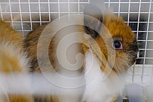 Cute fluffy nano rabbit, o rabbit muzzle close-up in cage. Domestic pets.